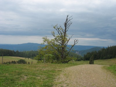 Schwarzwald